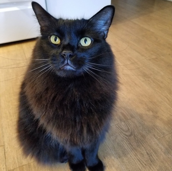 Meet your Posher, Sue - Picture 3 of 8